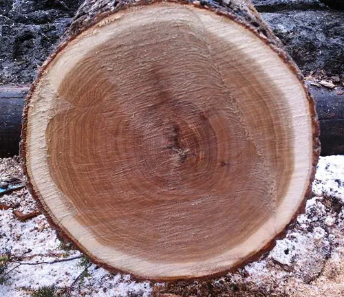 Premium Red & White Oak Logs