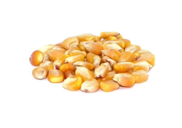 Glyphosate Tolerant Dwarf Corn Seed for Wildlife – 80,000 seed bag