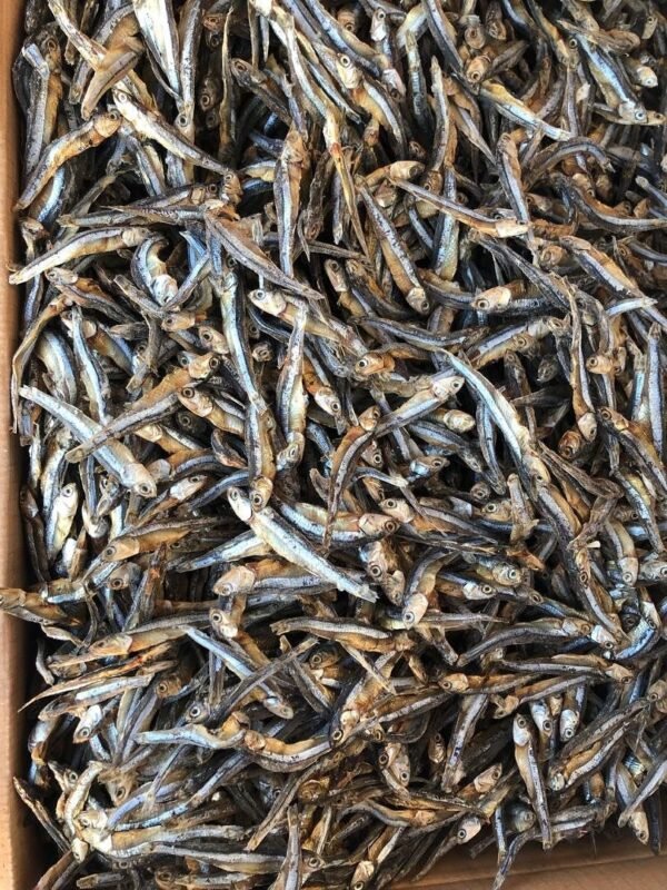 Anchovy fish
