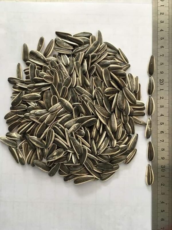 Sunflower seeds