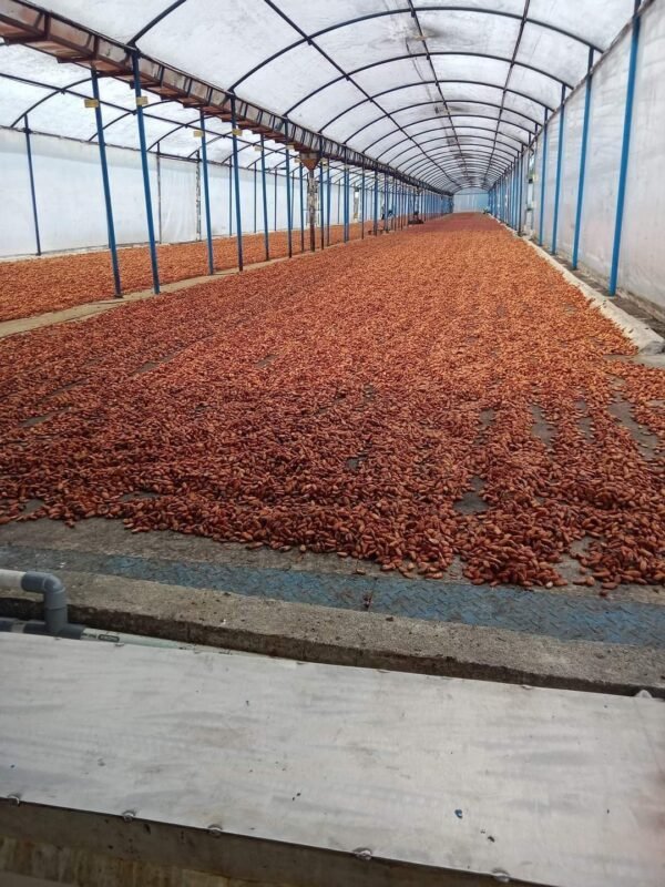 Cocoa beans