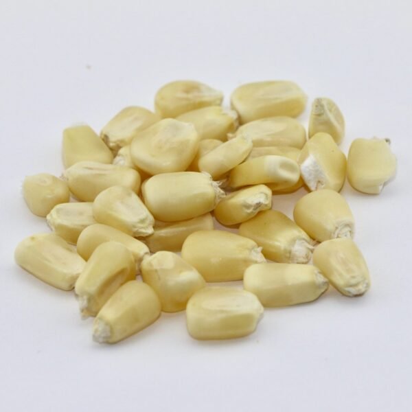 White Corn Grain – 50 lb bag
