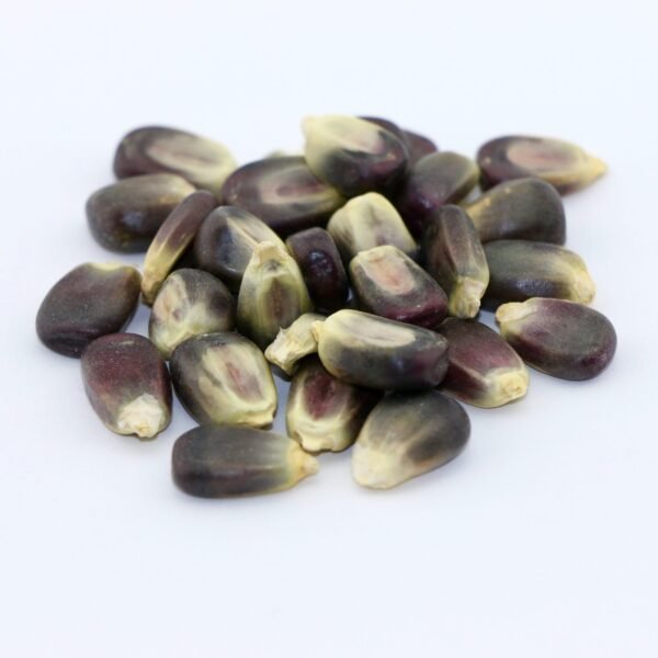 Blue Corn Grain – 50 lb bag