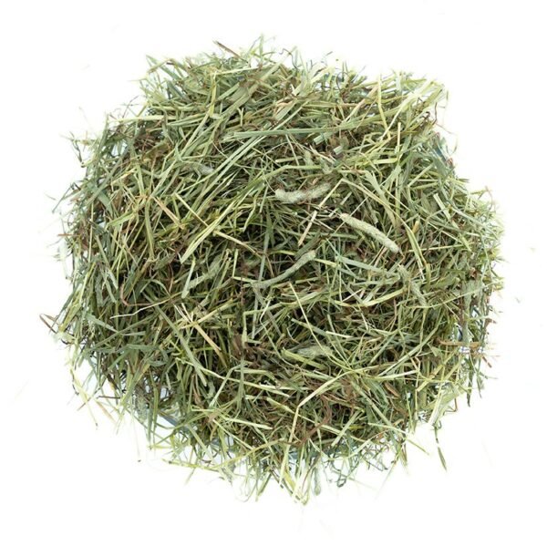 Timothy Hay