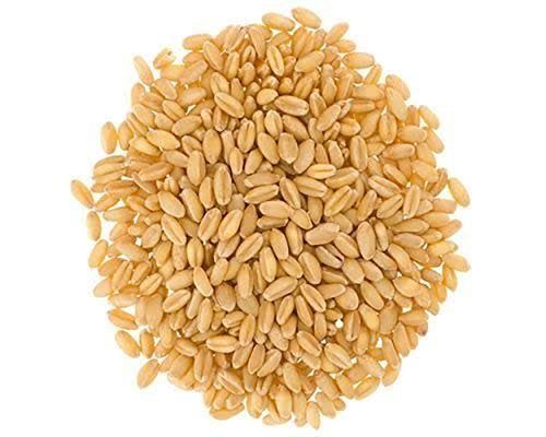 Wheat Whole / Wheat Seeds